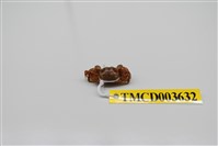 藏品(雙扇股窗蟹)的圖片